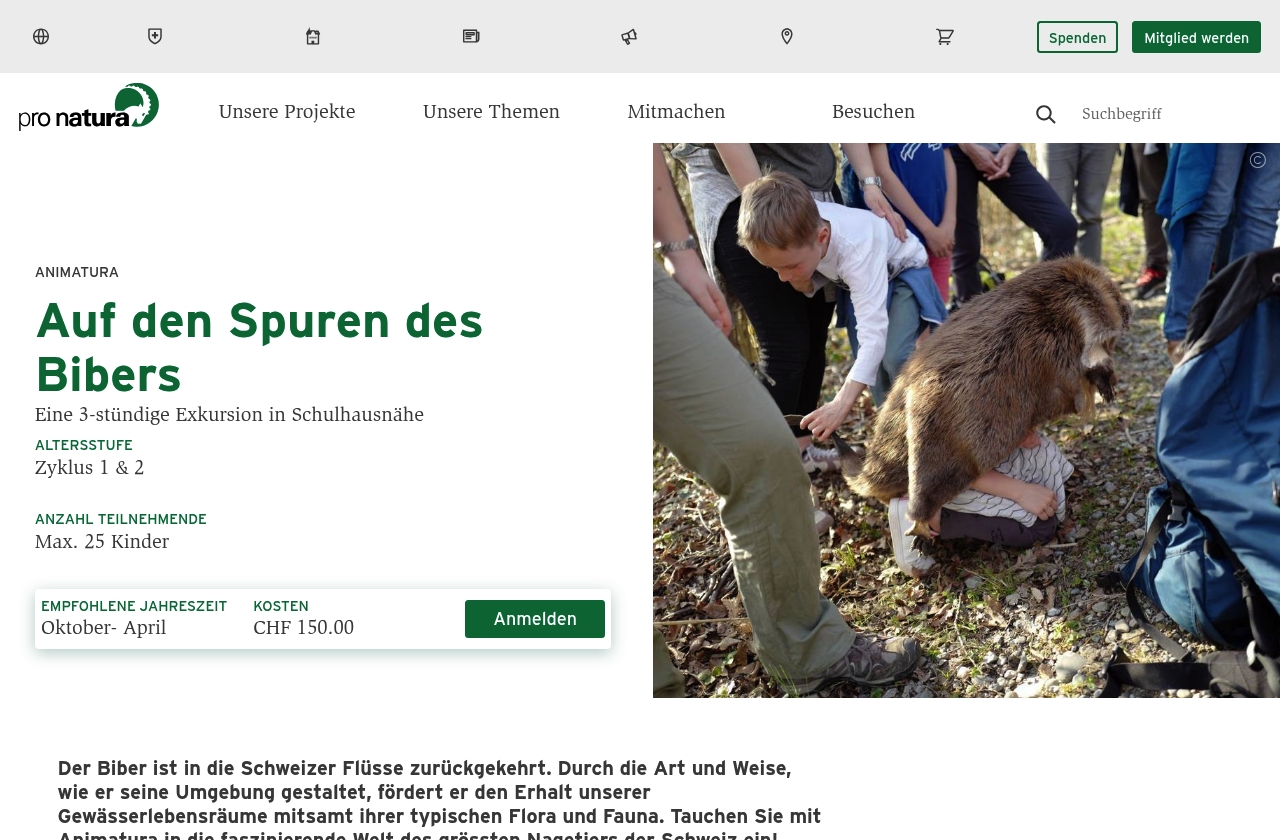 Biber – Baumeister unserer Flüsse